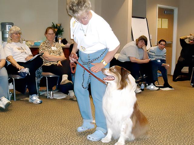 Choosing the right certified dog trainer