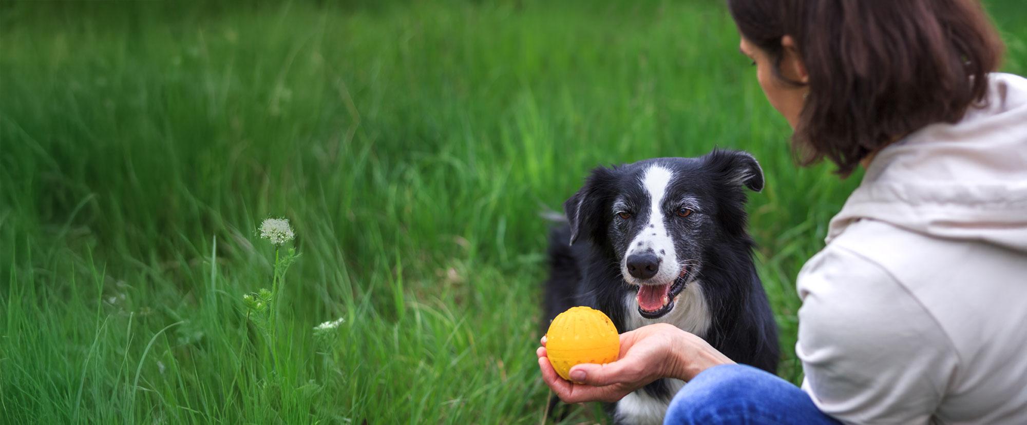 Transformational trainers for dogs