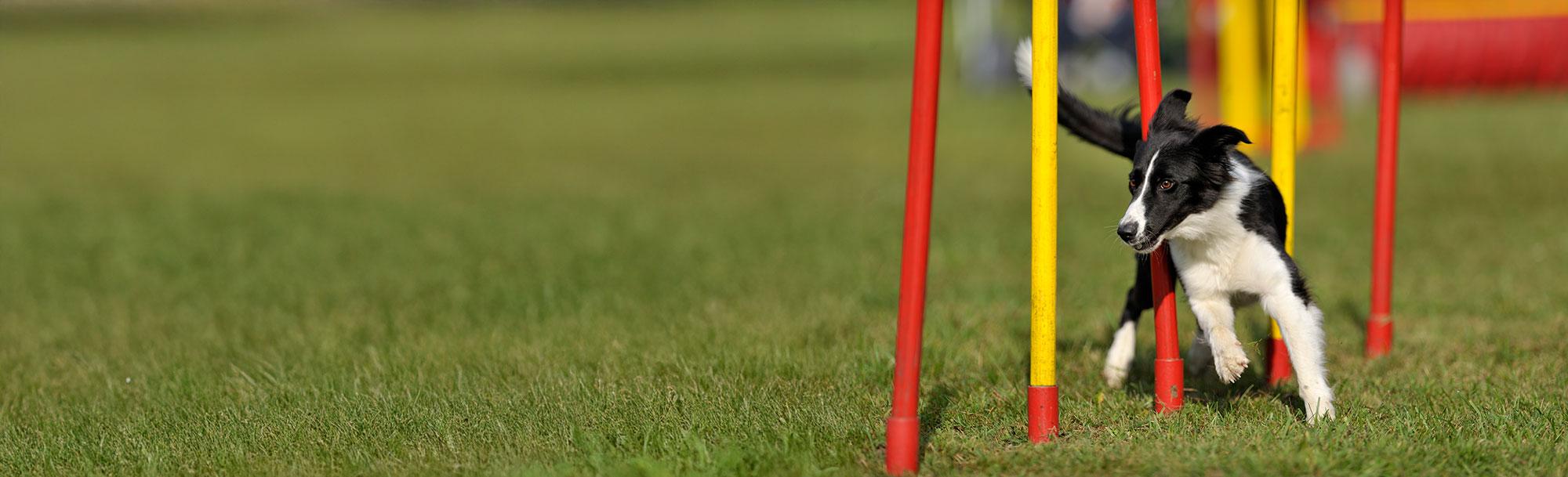 Become a Certified<br/>Member.