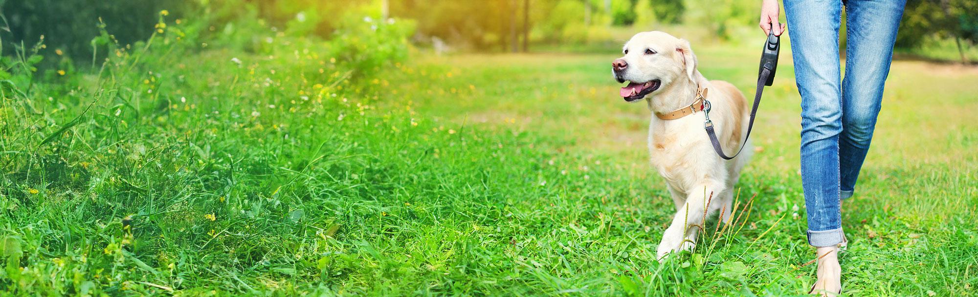 Become an <br/> Associate member.