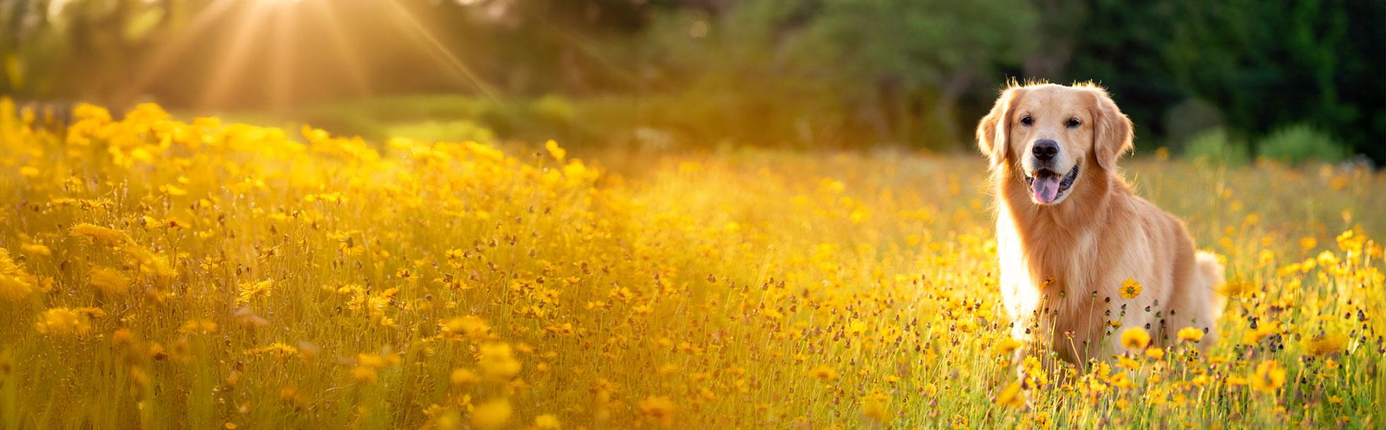 Corporate Sponsorship Program