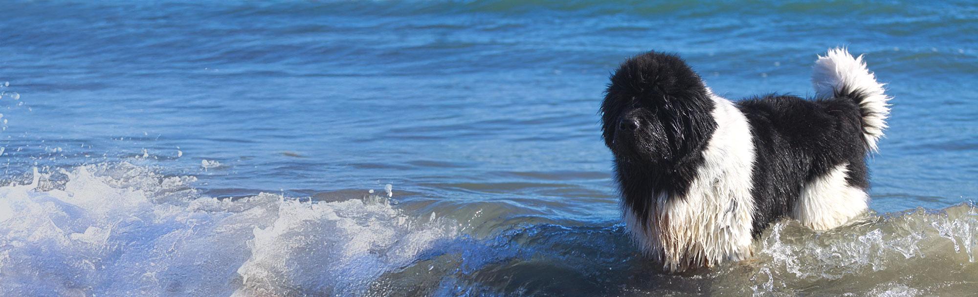 Member Products & Resources