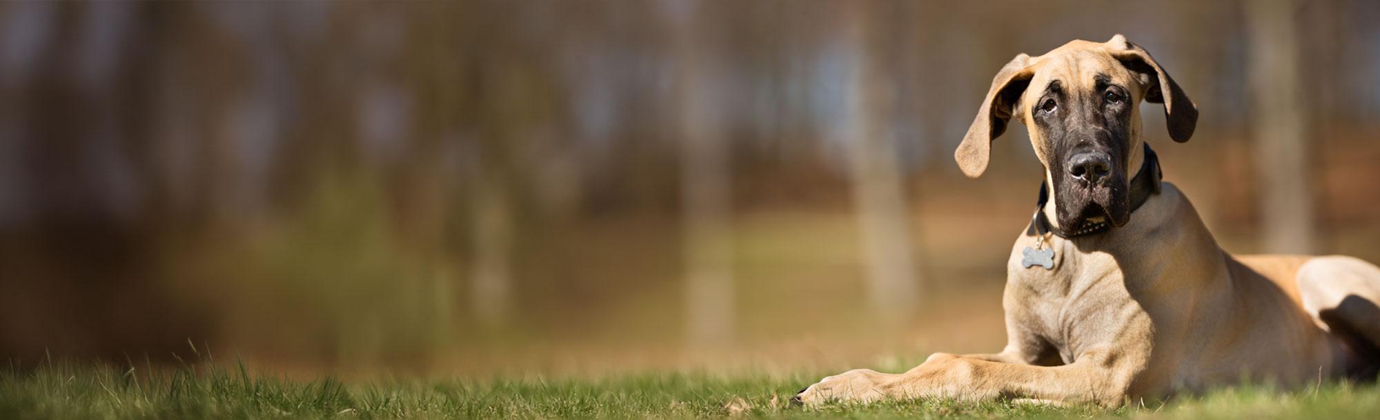 Member Products & Resources