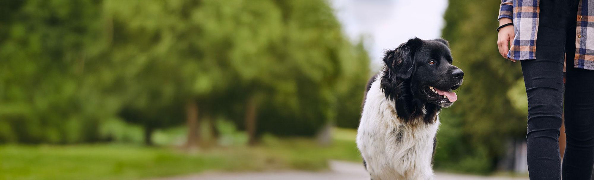 Service Dog Resources