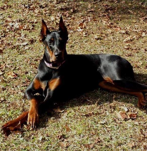 Dogs of NADOI - Harper