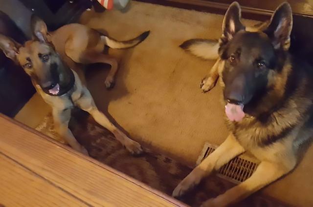 Dogs of NADOI - Cawley