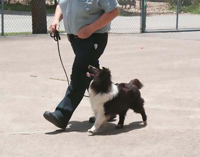 Dogs of NADOI - Lundgren