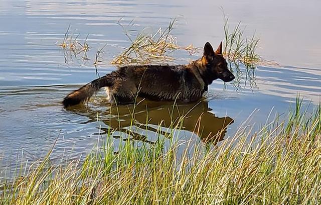 Dogs of NADOI - Ozuna