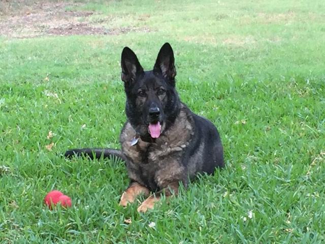 Dogs of NADOI - Cariotis