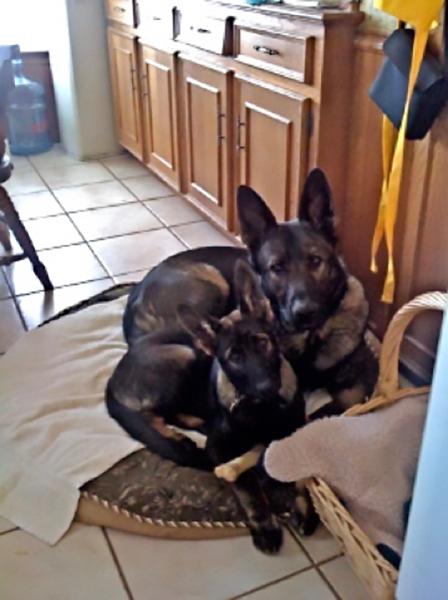 Dogs of NADOI - Cariotis