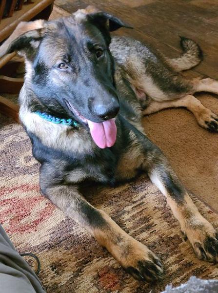 Dogs of NADOI - Cawley