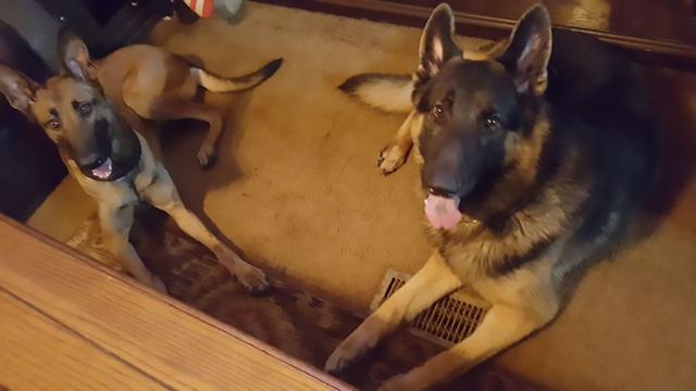 Dogs of NADOI - Cawley