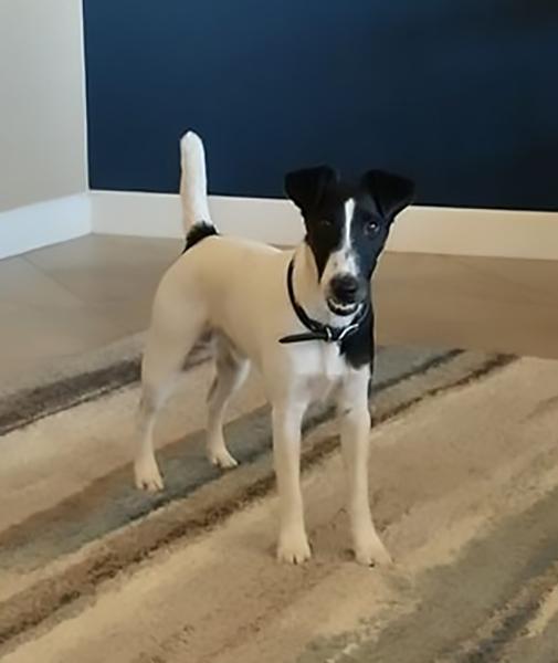 Dogs of NADOI - Dearth