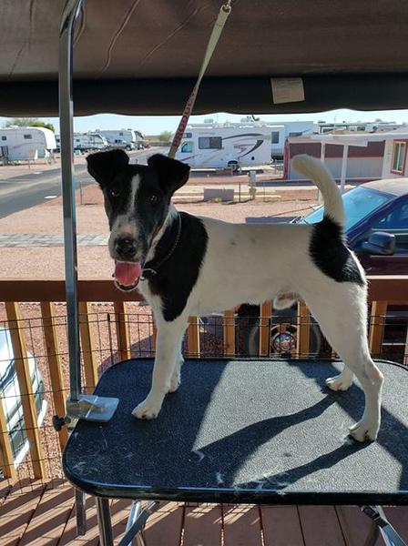 Dogs of NADOI - Dearth