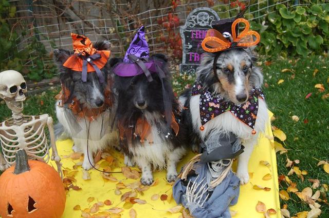 Dogs of NADOI - Guidinger