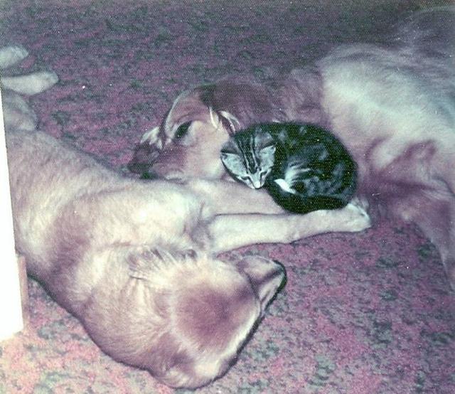 Dogs of NADOI - Hampl