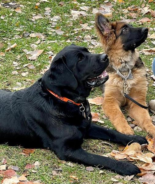 Dogs of NADOI - Jewell