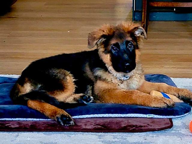 Dogs of NADOI - Jewell