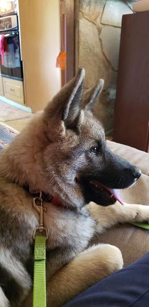 Dogs of NADOI - Kincaid