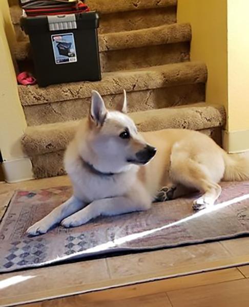 Dogs of NADOI - Kincaid