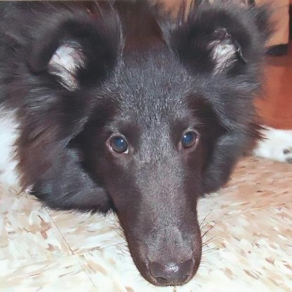 Dogs of NADOI - Lundgren