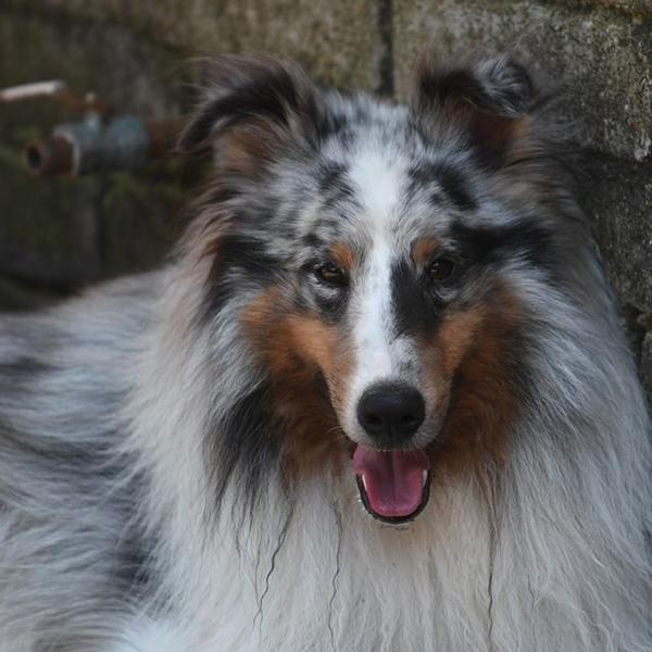 Dogs of NADOI - Lundgren