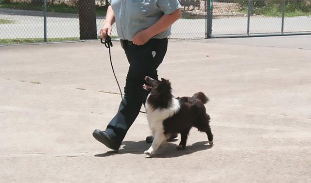 Dogs of NADOI - Lundgren