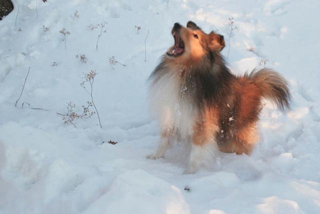 Dogs of NADOI - Lundgren