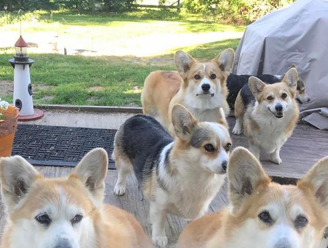 Dogs of NADOI - Manocchia