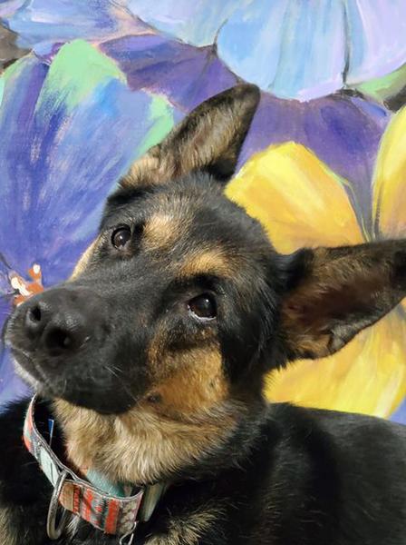 Dogs of NADOI - Masterson