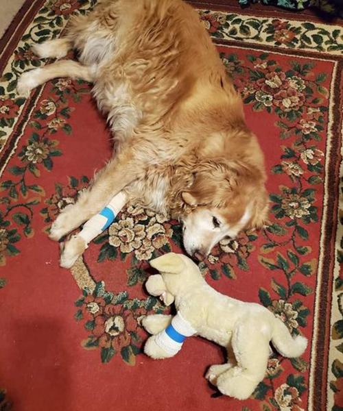 Dogs of NADOI - Masterson