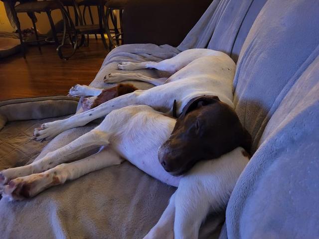 Dogs of NADOI - Masterson