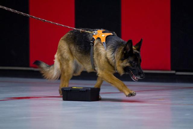 Dogs of NADOI - Mills