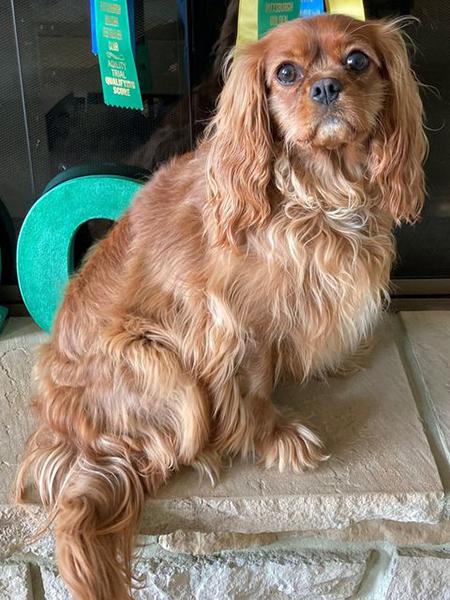 Dogs of NADOI - Mills