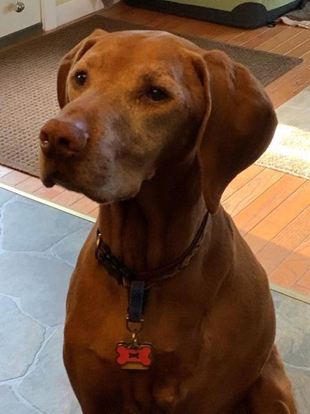 Dogs of NADOI - Mills