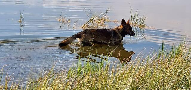 Dogs of NADOI - Ozuna