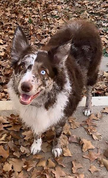 Dogs of NADOI - Pruitt