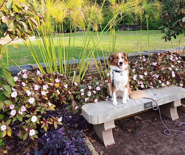 Dogs of NADOI - Reece Glore