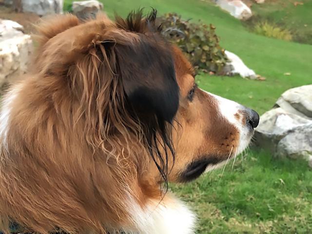 Dogs of NADOI - Reece Glore