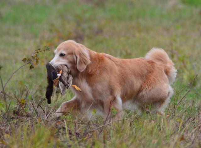 Dogs of NADOI - Smith