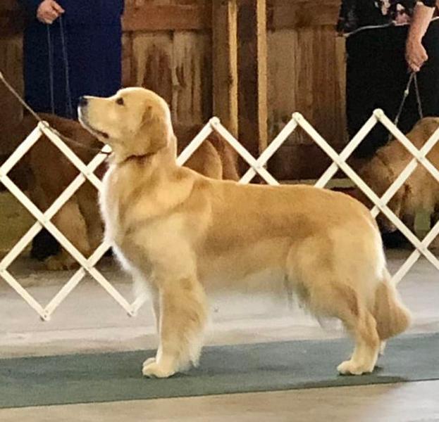 Dogs of NADOI - Smith