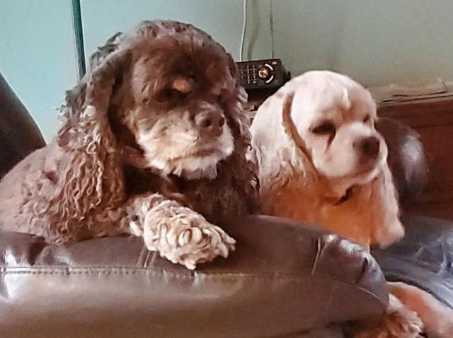 Dogs of NADOI - Walsh