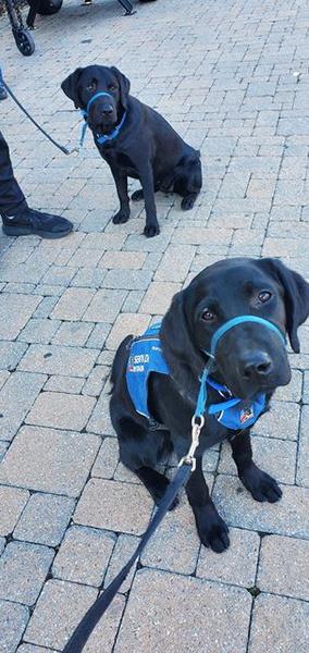 Dogs of NADOI - Walsh