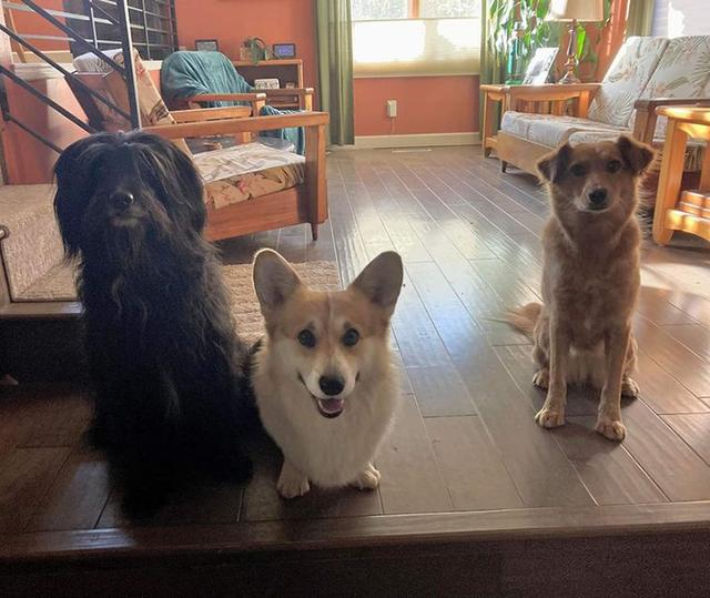 Dogs of NADOI - Yamane