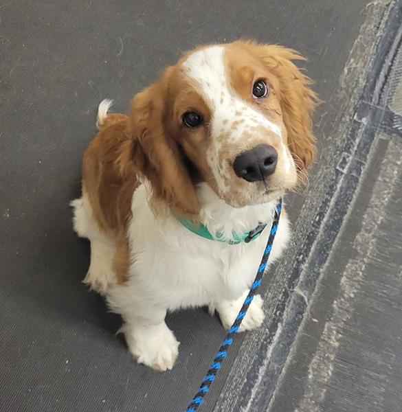 Dogs of NADOI - Yamane